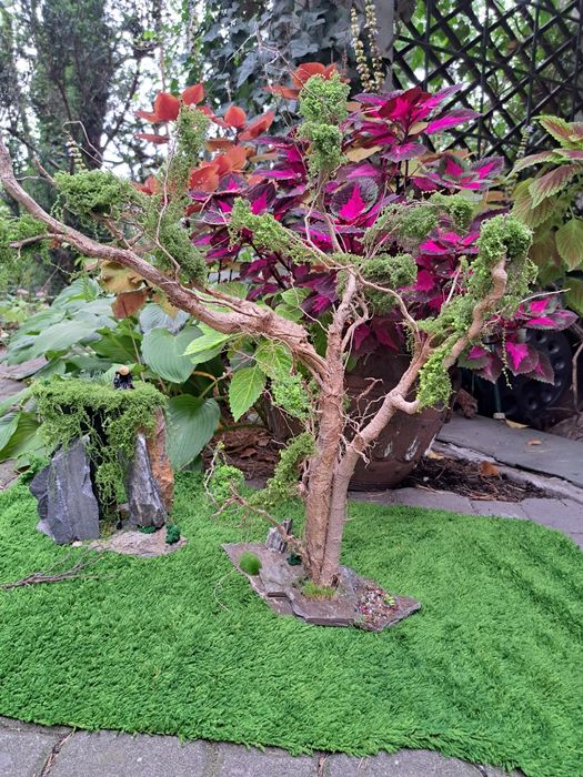 Bonsai który wyglądem broni się sam .