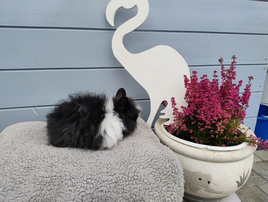 Sprzedam karzełka Teddy