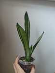 Sansevieria Moonshin mutation