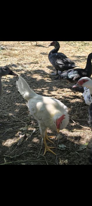 Galos/galinhas Leghorn jovens 4 meses