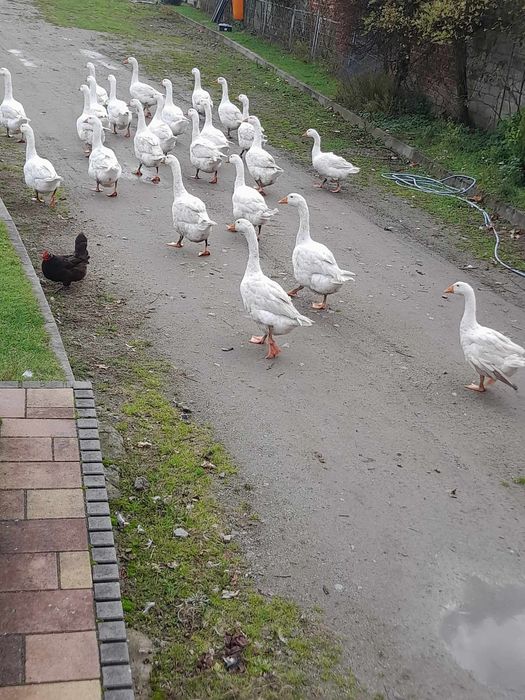 Gęsi piękne zdrowe