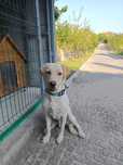 Cão Labrador Retriever