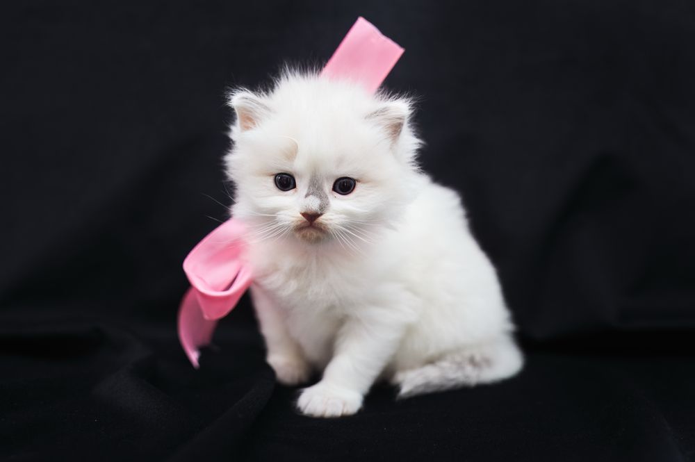 Koteczka ragdoll Fpl rodzice