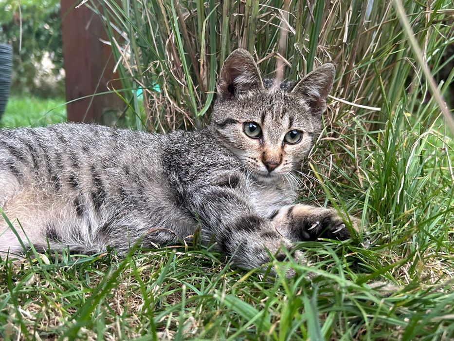 Kociak MACIEK szuka domku