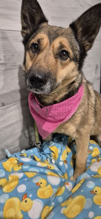 Suczka około pięć lat