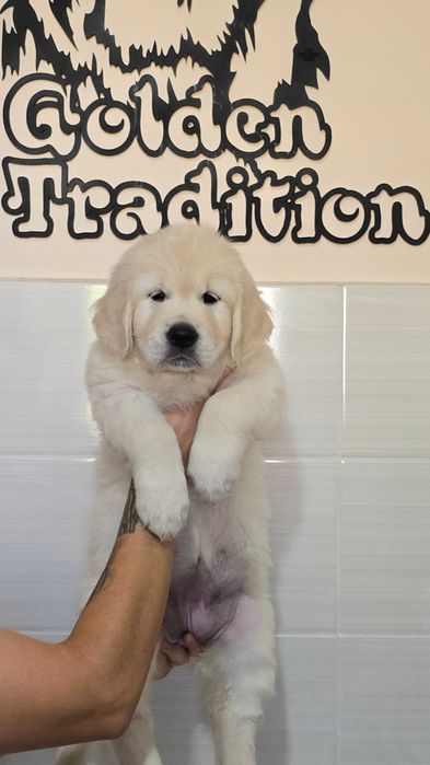 Цуценята ретривери з розплідника