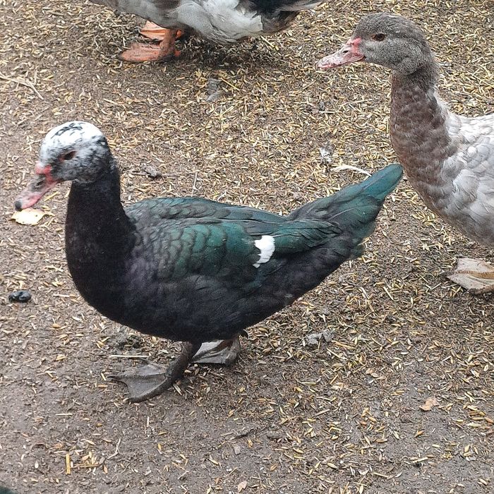 Kaczor staropolski francuskii