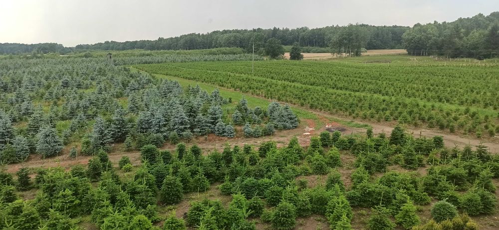 Świerk pospolity lub srebrny kłujący cięty. Plantacja choinek, CHOINKI