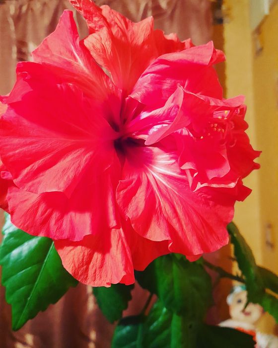 Гибискус комнатный махровый,китайская роза