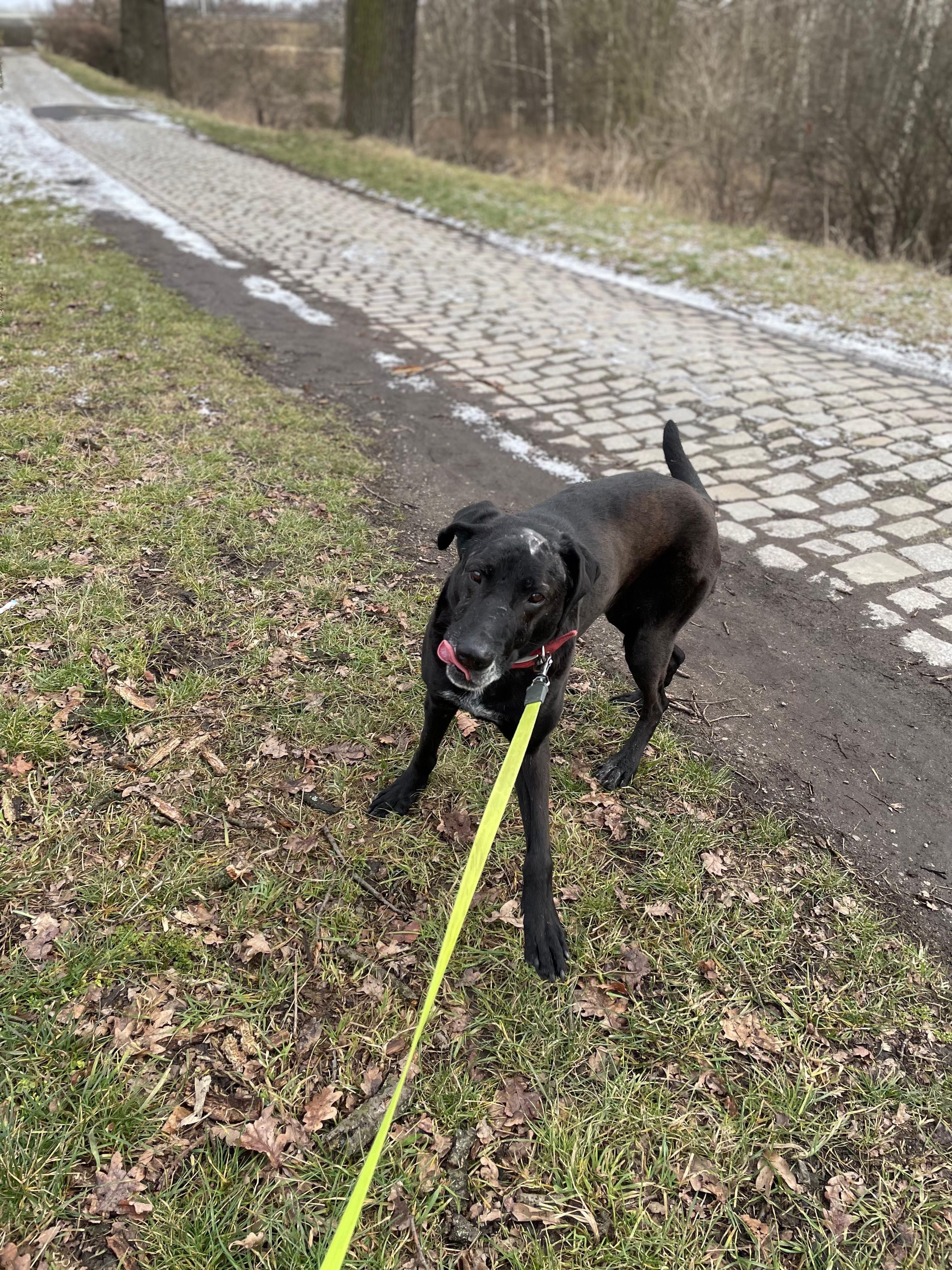 Bolek w typie labradora do adopcji