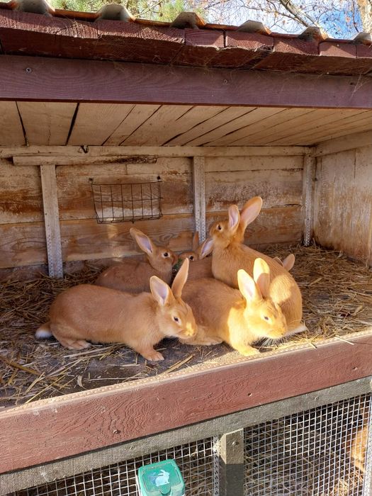 Króliki burgundzkie