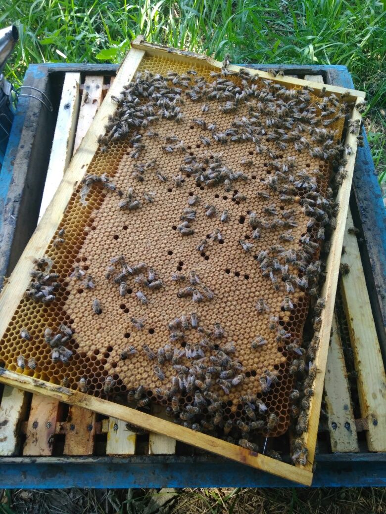 Бджоломатки Buckfast