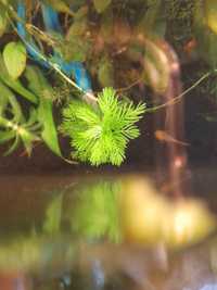 Myriophyllum sp. Roślina akwariowa