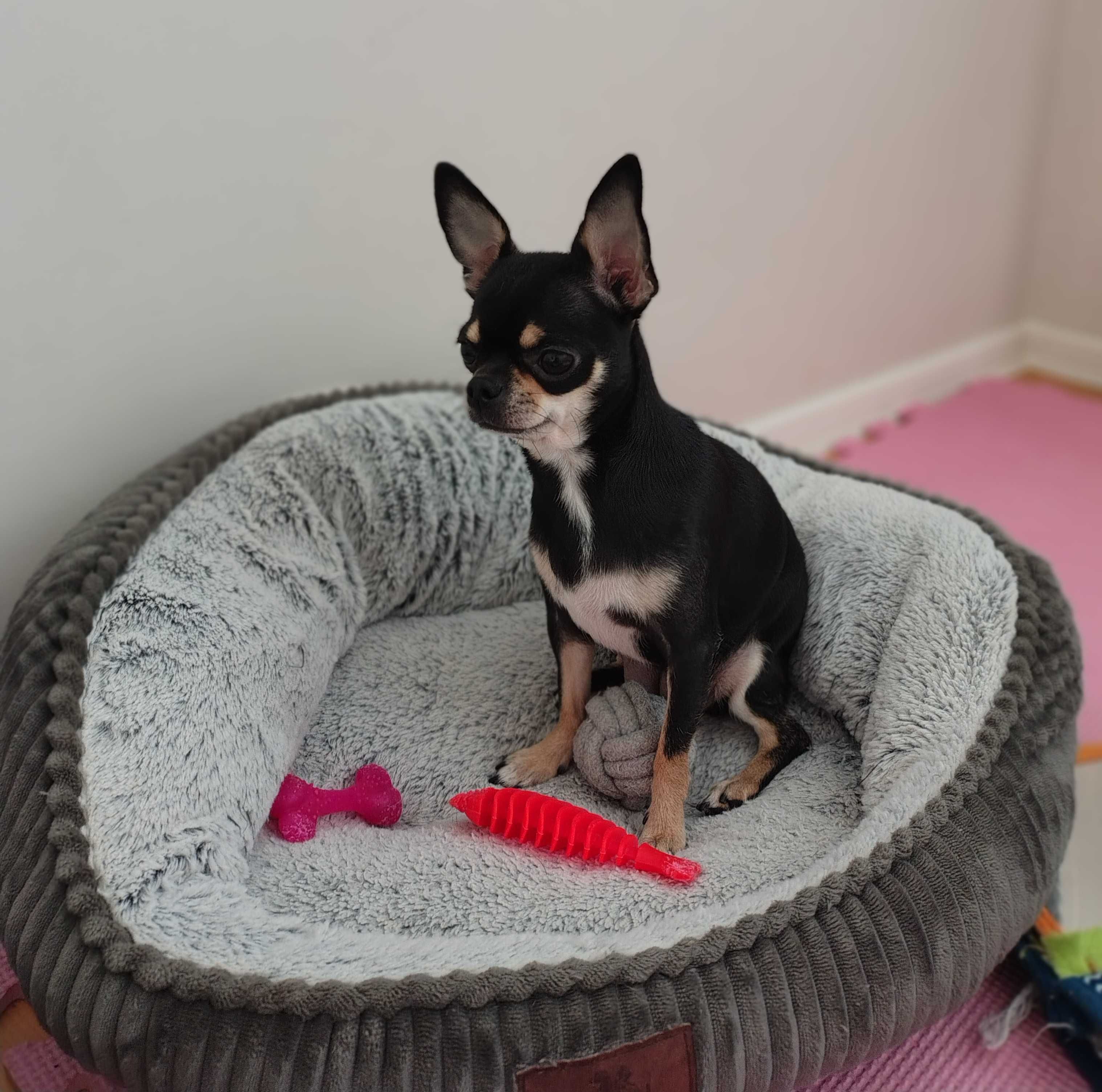 Sliczna sunia chihuahua czarna ze znaczeniami