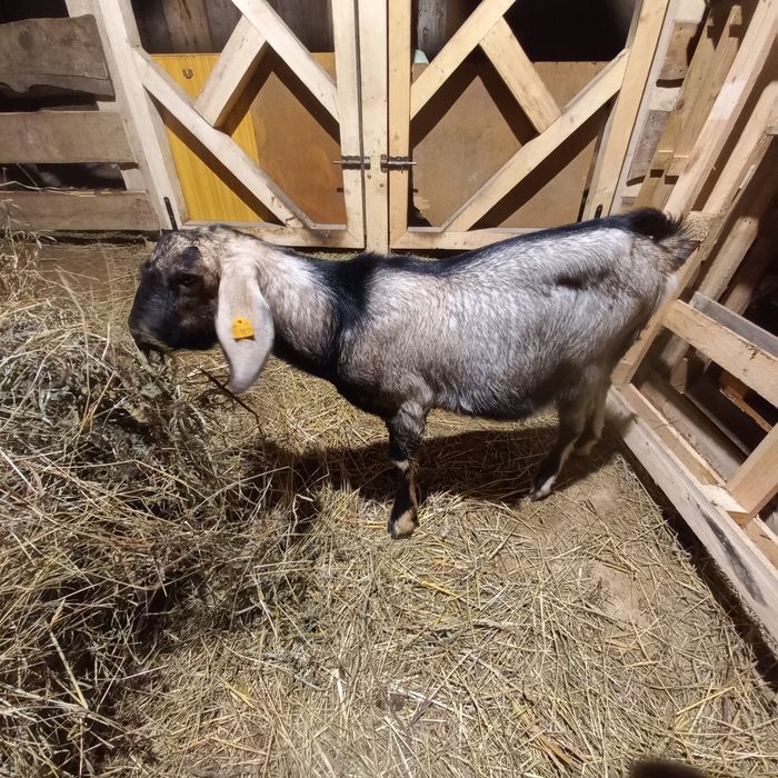 Kozioł Koziołek cap capek