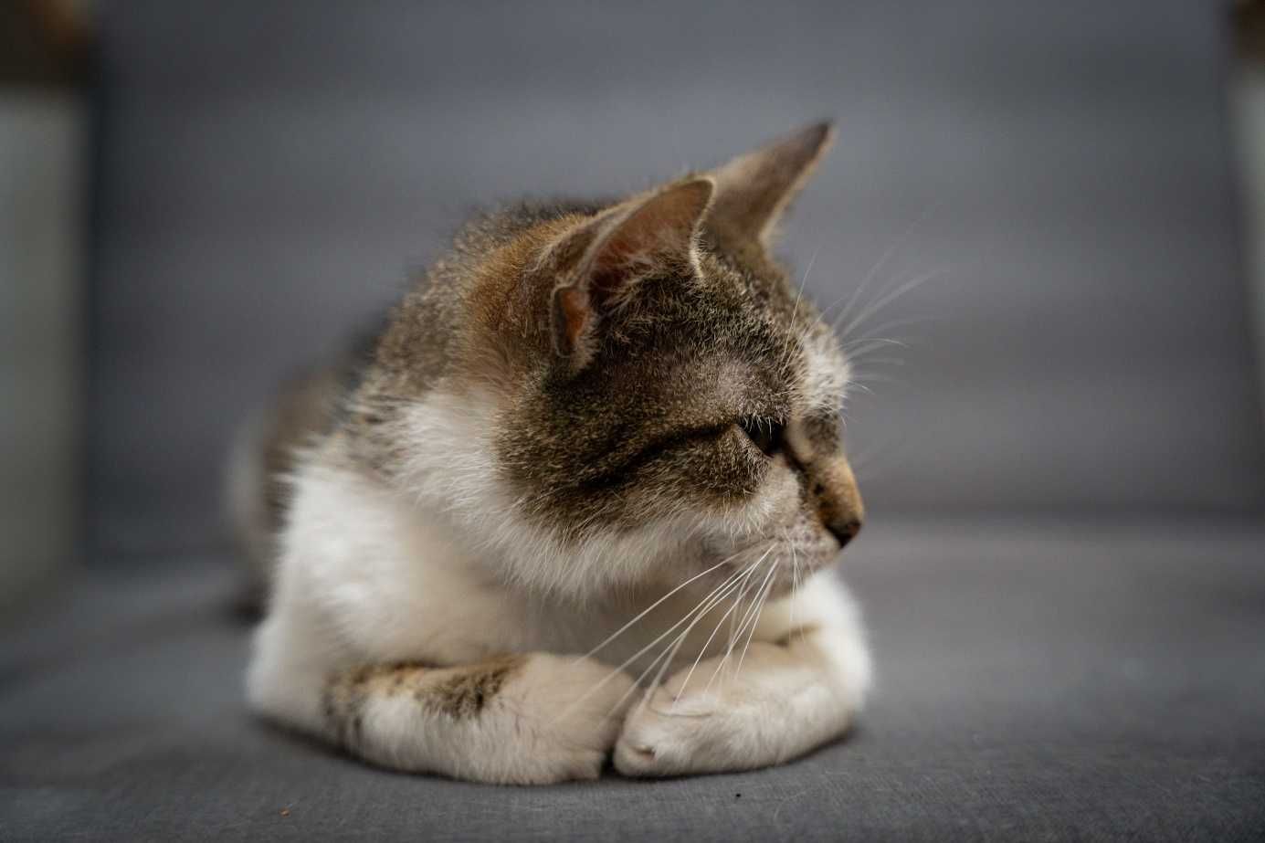 Kitka - drobna, przyjazna kotka do adopcji