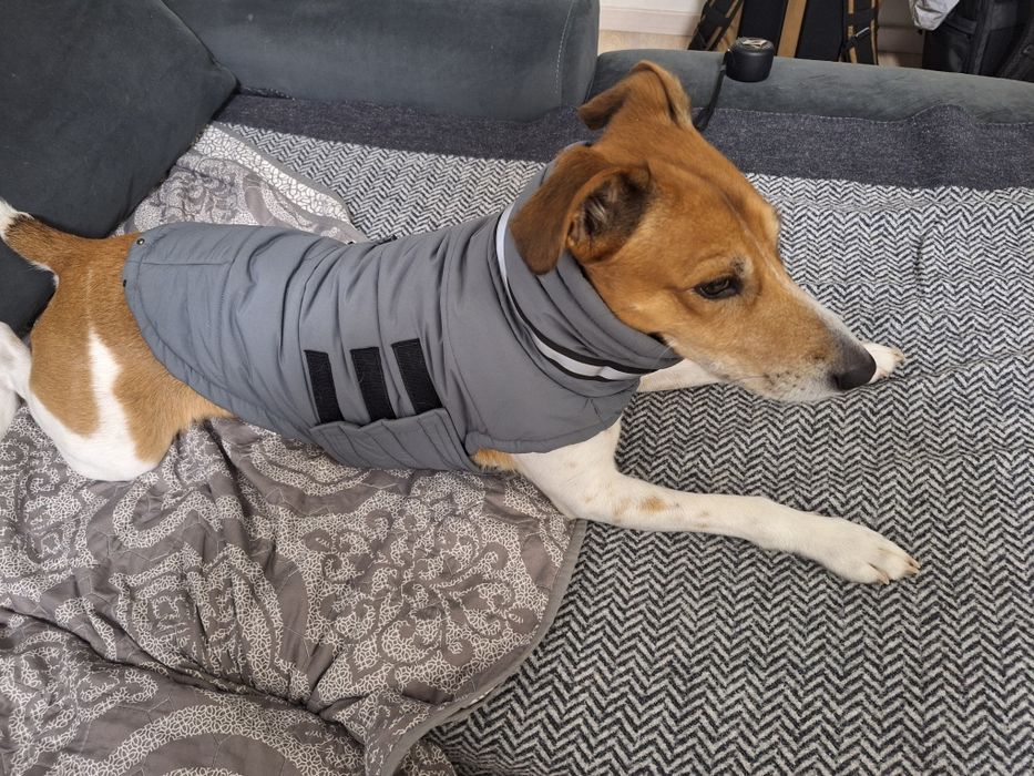 Noble Pet Пуховик Bobby Navy