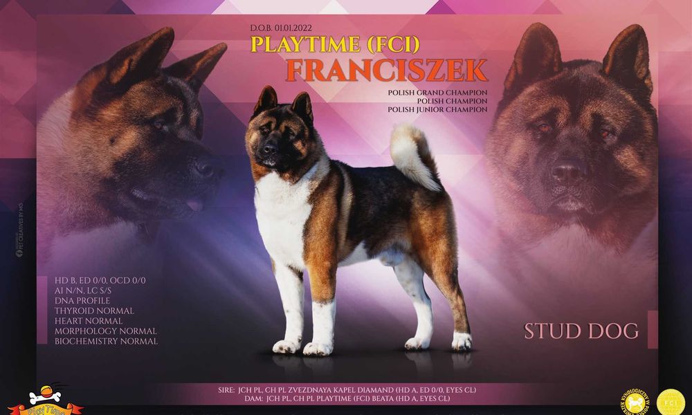 Akita Amerykańska szczenięta -grudzień -zapowiedź miotu - PlayTime FCI