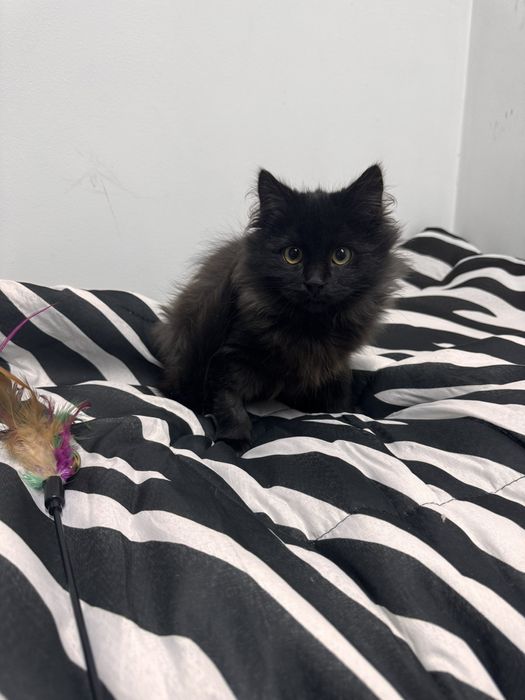 Бруно шукає родину