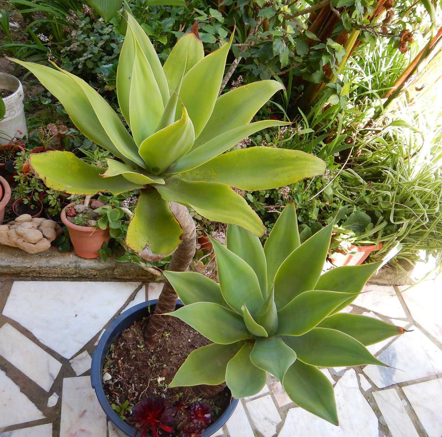 2 Catos AGAVES em vaso