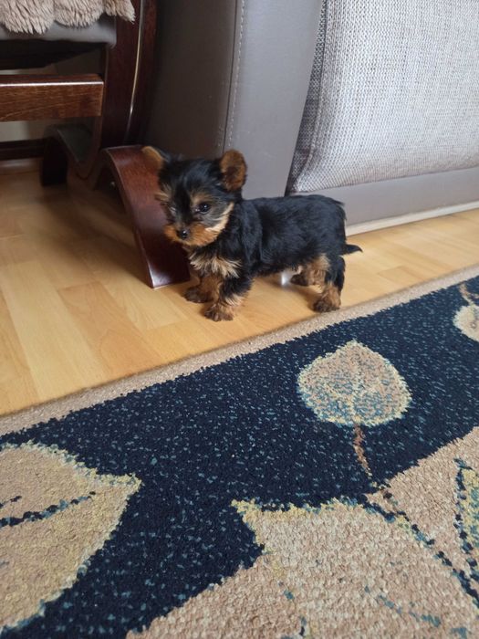 Yorkshire Terrier Polecam !