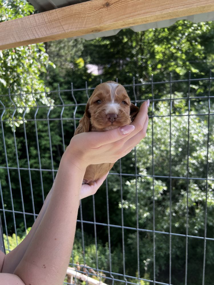 Piesek Cocker Spaniel angielski czekoladowy