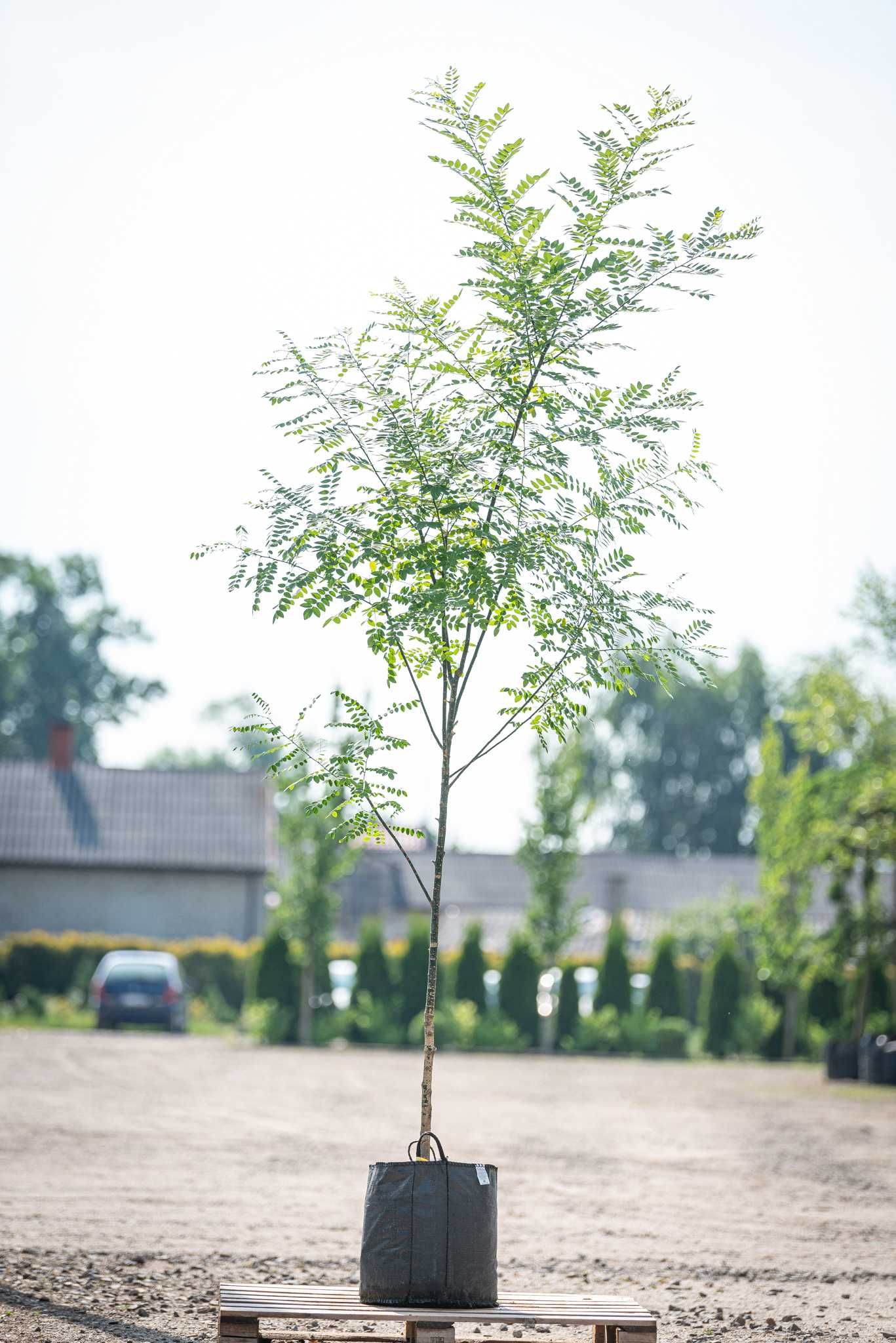 Perełkowiec japoński/ Sofora chińska/ Szupin/ Sophora japonica