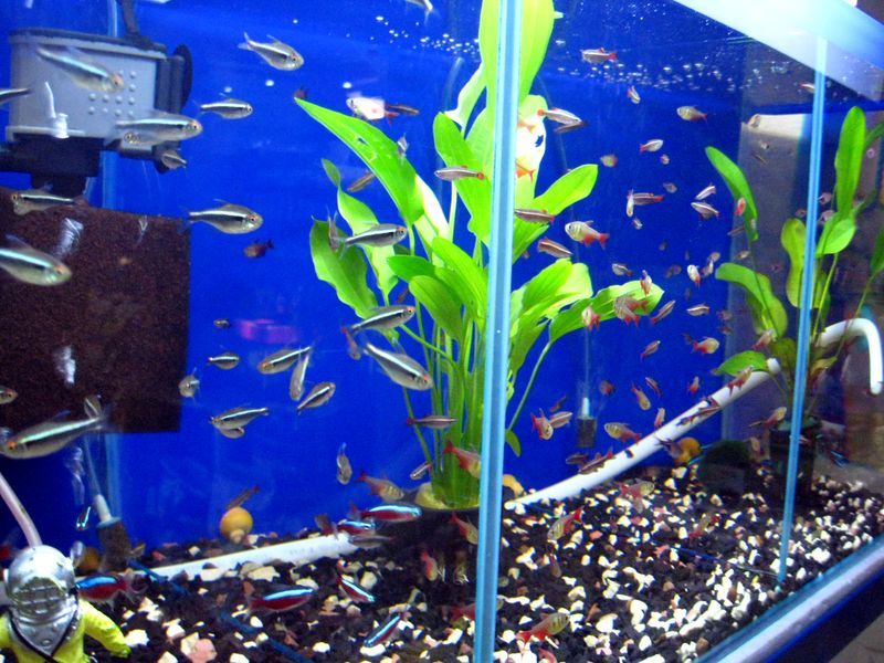 Аквариумные рыбки и аквариумные растения