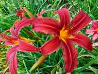 Liliowce. Liliowiec. Roślina wieloletnia.