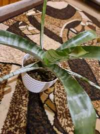 Eachmea sanseveria