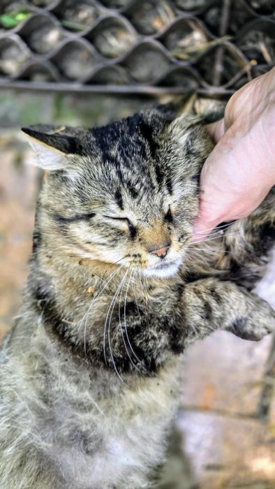 Poszukiwany dom tymczasowy dla kota