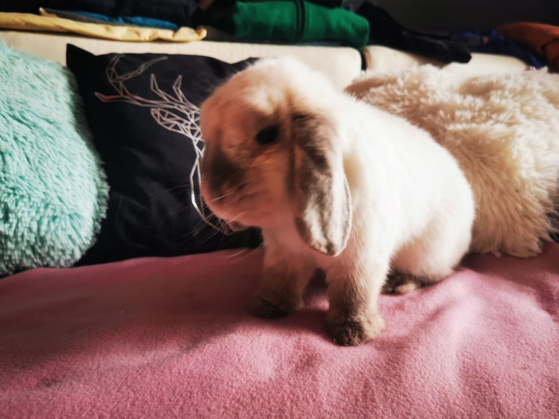 Królik miniaturka mini lop