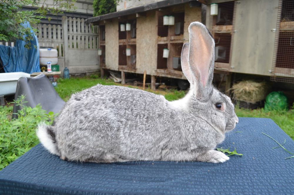 Olbrzym belgijski szynszylowy szynszylowaty dwie młode samice.