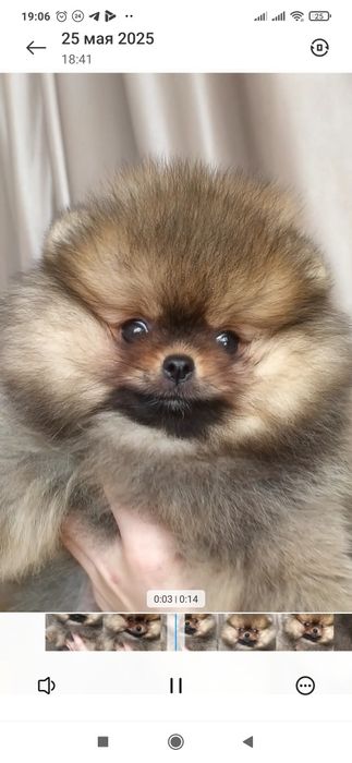 Шпиц померанский девочка