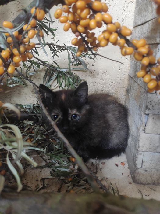 Віддам котиків в добрі руки!