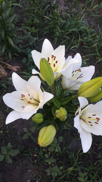 Лилия крупная кремовая, ромашка высокая, гвоздика, хризантемы, цветы