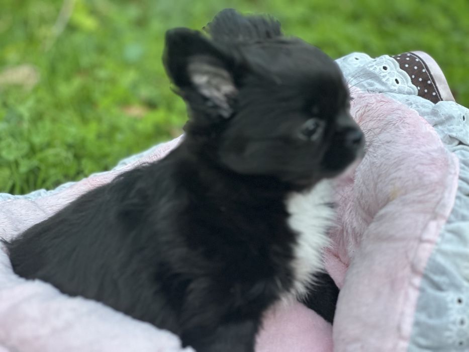 Chihuhua suczka długowłosa