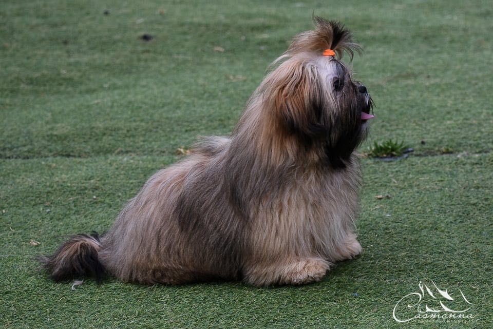 Słodka dziewczynka Lhasa Apso