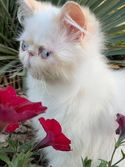 Чудове персидське кошеня хлопчик