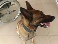 Owczarek Belgijski Malinois mix zeus adopcja aktualne