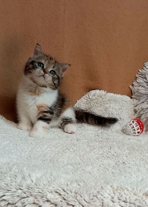 Котенок : Потешная игрунка .