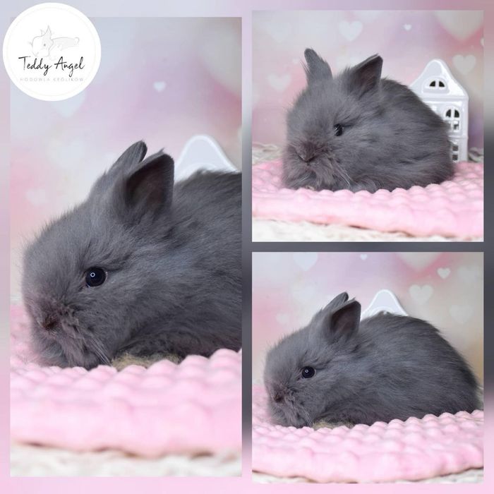 Królik Karzełek Teddy/Mini Lop/ Hodowla i wyprawka