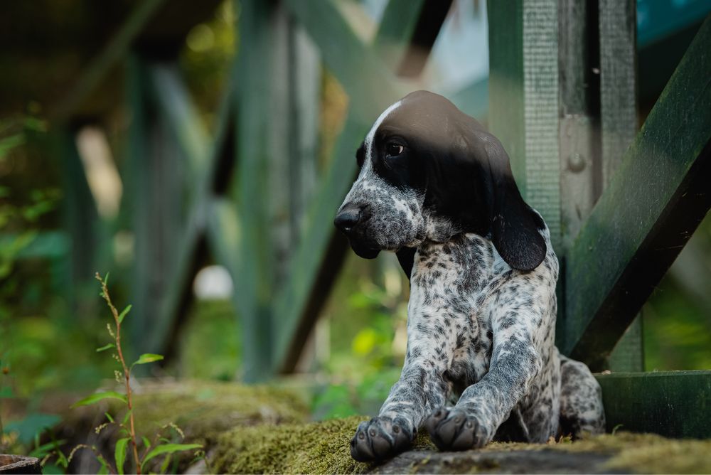 Wyżeł juz może z tobą zamieszkać