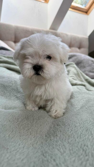 Mini Piesek Maltańczyk z Rodowodem 2kg