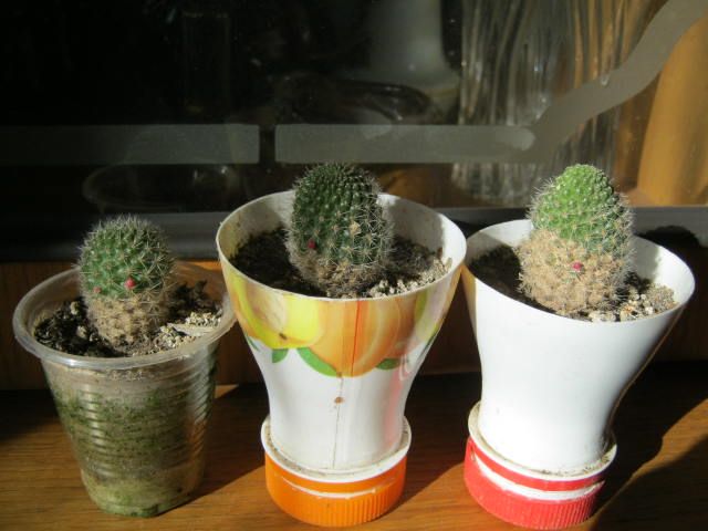 Кактус ребуция RED