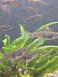 C/ Oferta  Guppys endler adultas