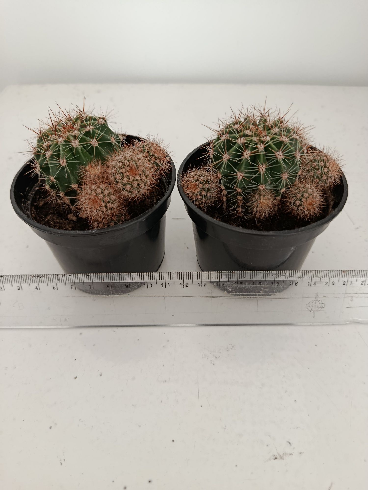 Kaktusy sukulenty echinopsis tubiflora