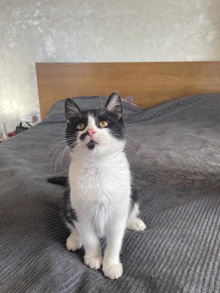 Котик в добрі руки