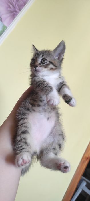 Віддам котика хлопчика