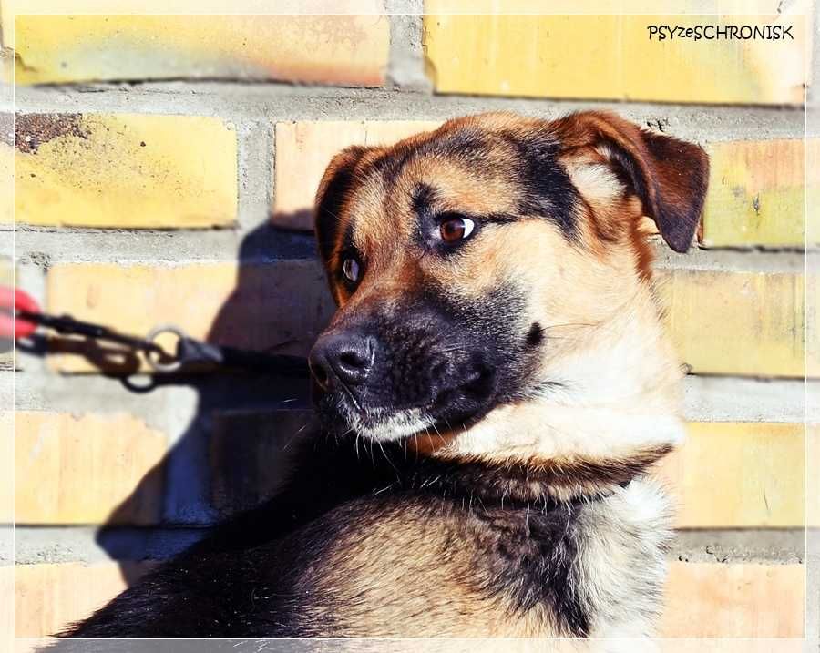 Teo - młody, radosny psiak chce zostać Twoim Przyjacielem